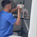 Rapid Pets Spa - Frizerie canina si felina