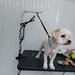 Rapid Pets Spa - Frizerie canina si felina